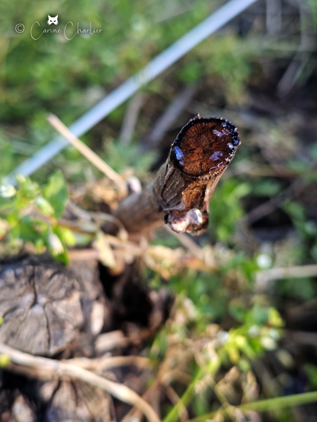 © 2026 - Carine Charlier / www.clic-et-plume.com